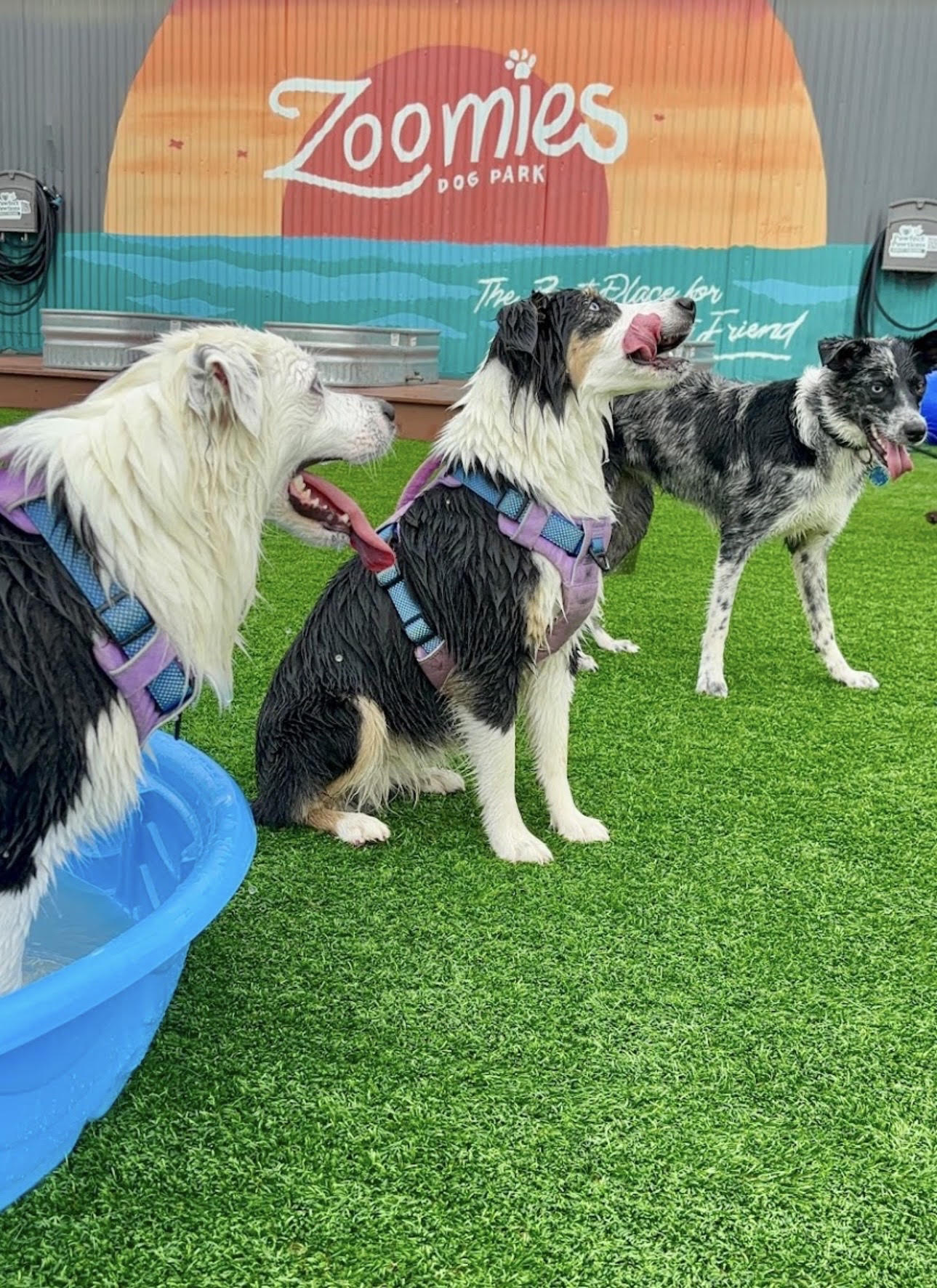 Freshly washed dogs at Zoomies Dog Park using PetScrub wash stations
